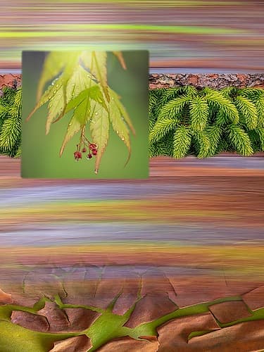 USA, Washington State, Seabeck. Collage of  leaves, boughs, and bark. Art Print